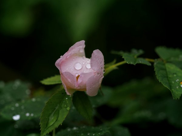 Comparatif des meilleurs aspirateurs balais : Avis et guide d'achat