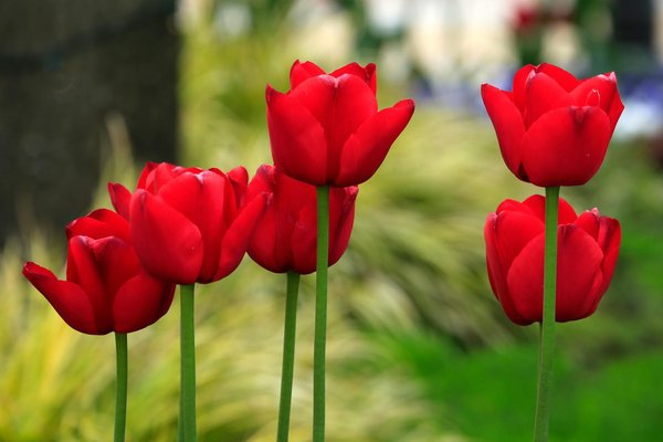 Le frelon asiatique : comment gérer ce prédateur redoutable dans vos jardins ?