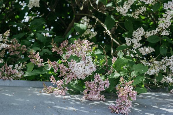 Quelle est la durée de vie moyenne d'une batterie solaire ?